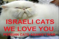 israel-iran-cats.jpg