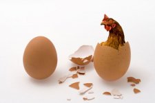 Egg-Chicken.jpg