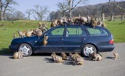 monkeys.jpg