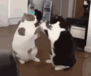 cat-fight.gif