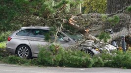 tree-branch-sits-atop-car-in-a-car-park-in-lyme-regis-england.jpg