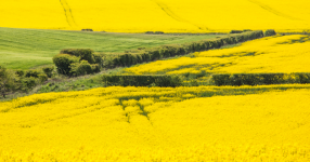 website-anola-800x420.png website-anola-800x420.png