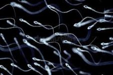 Spermatozoa.jpg