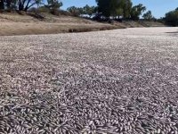 dead-fish-australia-e1679241649232[1].jpg