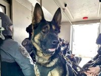 Bingo-K9-unit-July27-e1690472977683[1].jpg