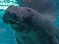hugh_manatee-e1690566907135[1].jpg