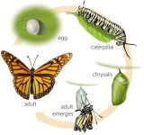 caterpillar-butterfly.jpg