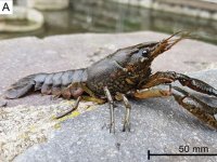 marbled-crayfish-2023-10-05[1].jpg