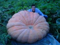 pumpkin-1[1].jpg