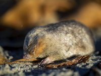south-africa-rediscovered-mole[1].jpg