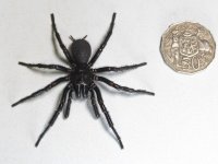 Australia-Largest-Poisonous-Spider-scaled-e1704410597693[1].jpg