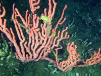 coral-reef-20240311[1].jpg