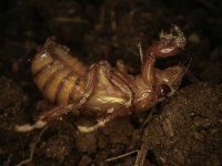 Cicadas-Weirdness[1].jpg