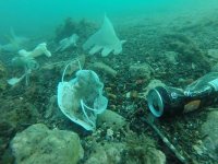 “More-Masks-than-Jelly-Fish”-Environmentalists-worrying-over-Covid-19-waste-in-Oceans.jpeg