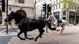 skynews-aldwych-horses-london_6531434.jpg