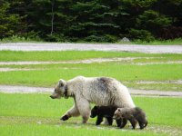 grizzly-deaths-20240610[1].jpg