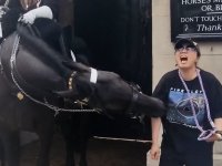Horse-bite (1).jpg