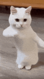 cat dancing.gif