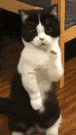 cat dancing 2.gif