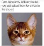 airport cat.jpeg