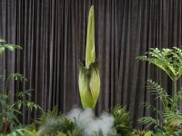 corpse-flower[1].jpg