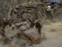 ankylosaurs[1].jpg