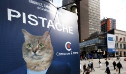 9999%20cat%20campaign%204350_295198274[1].JPG