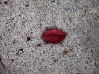 leaf lips.jpg leaf lips.jpg