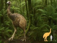 moa[1].jpg