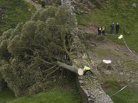 aptopix-britain-hadrians-wall-felled-tree[1].jpg