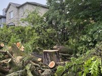 Leaside-tree-e1753549405792[1].jpg