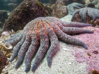 2.-pycnopodia-in-burke-channel_photo-courtesy-of-bennett-whitne_297971545[1].jpg