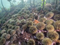 14.-urchin-barren-in-hakai-pass_photo-courtesy-of-grant-callega_297971781[1].jpg