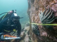 3.-alyssa-gehman-diving-burke-channel_photo-courtesy-of-bennett_297971571[1].jpg