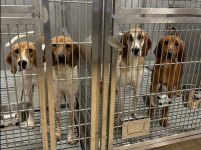 4-dogs-e1754664230463[1].jpg