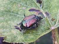beetle5_298030416-1[1].jpg