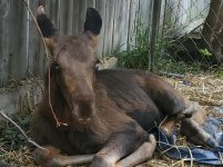 cedar-moose-e1755883011245[1].jpg