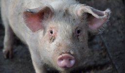 pig.jpg