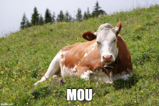 1781630931007.png