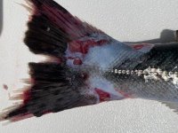 tenacibaculum-credit-emiliano-di-cicco-pacific-salmon-foundati_304405859[1].jpg