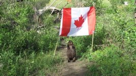 beaver-steals-canadian-flag.jpg