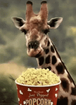 giraffe-eating[1].gif