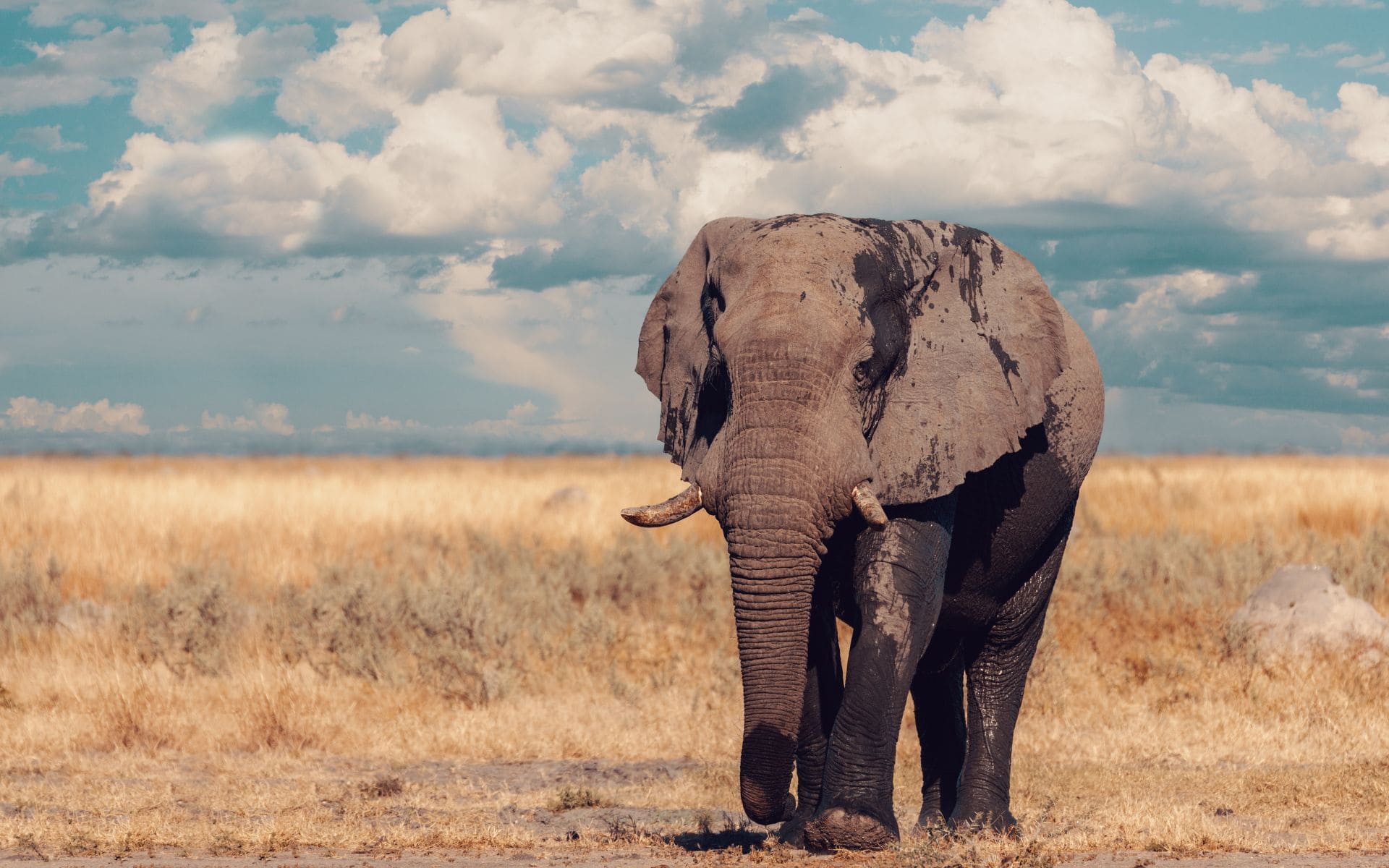 www.discoverafrica.com