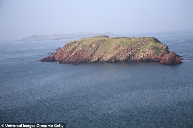 Skokholm is home to tens of thousands of seabirds, including puffins, ducks, Manx shearwaters and storm petrels. Richard Brown and Giselle Eagle, who discovered the artifacts dug up by the rabbits,  are the island's newest wildlife wardens and its sole fulltime residents