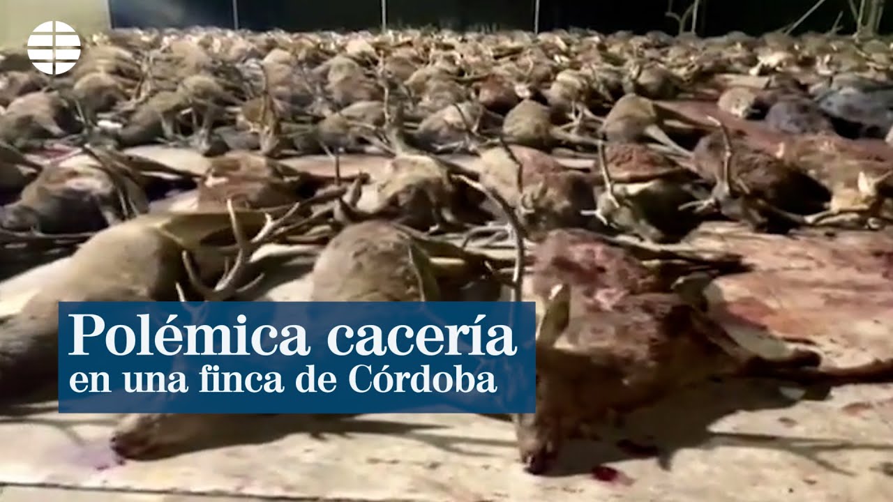 elmundo.es