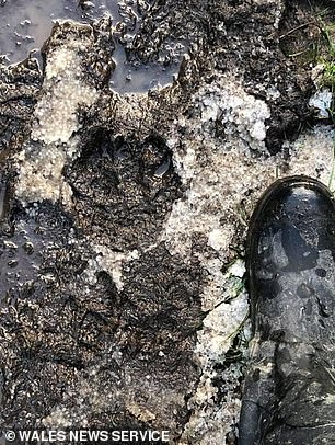 Paw prints found in Meliden, Prestatyn