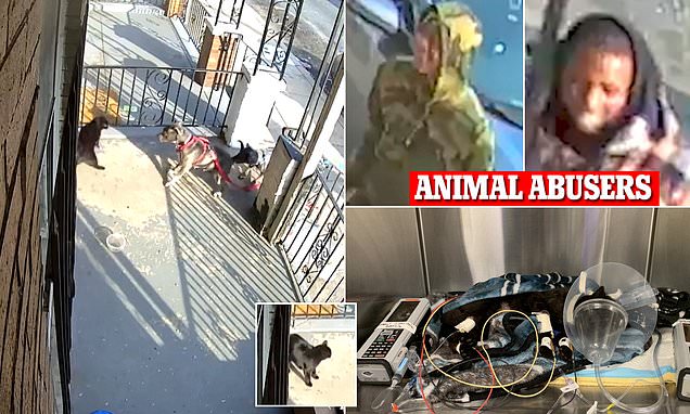 www.dailymail.co.uk
