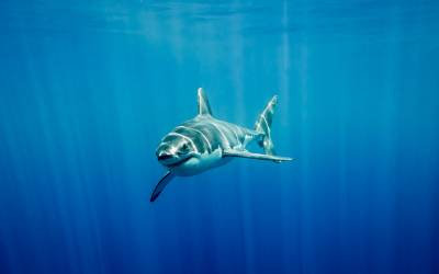ocearch.org