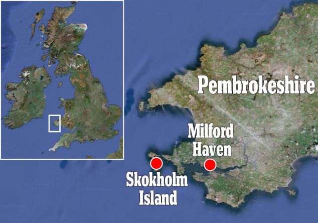 Skokholm is a remote island in the Celtic Sea about two miles off the coast of Pembrokeshire, Wales