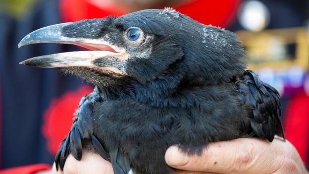 Kingdom saved from ruination after ravens born at Tower of London